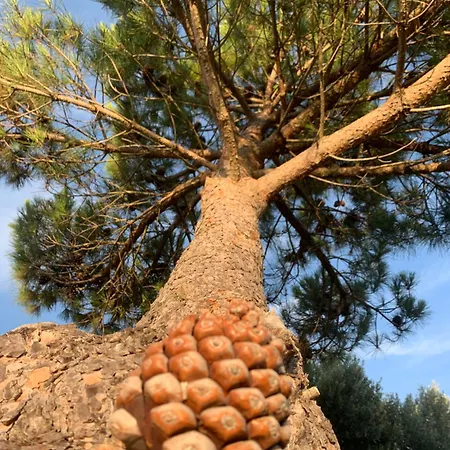 El Mirador Del Cid * Mecerreyes