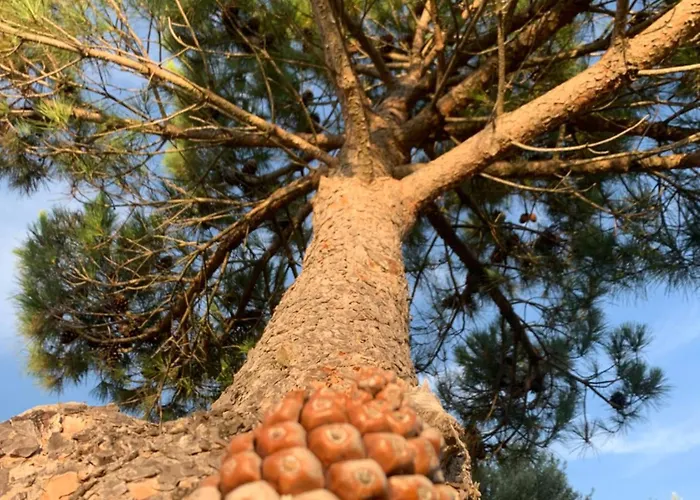 El Mirador Del Cid * Mecerreyes